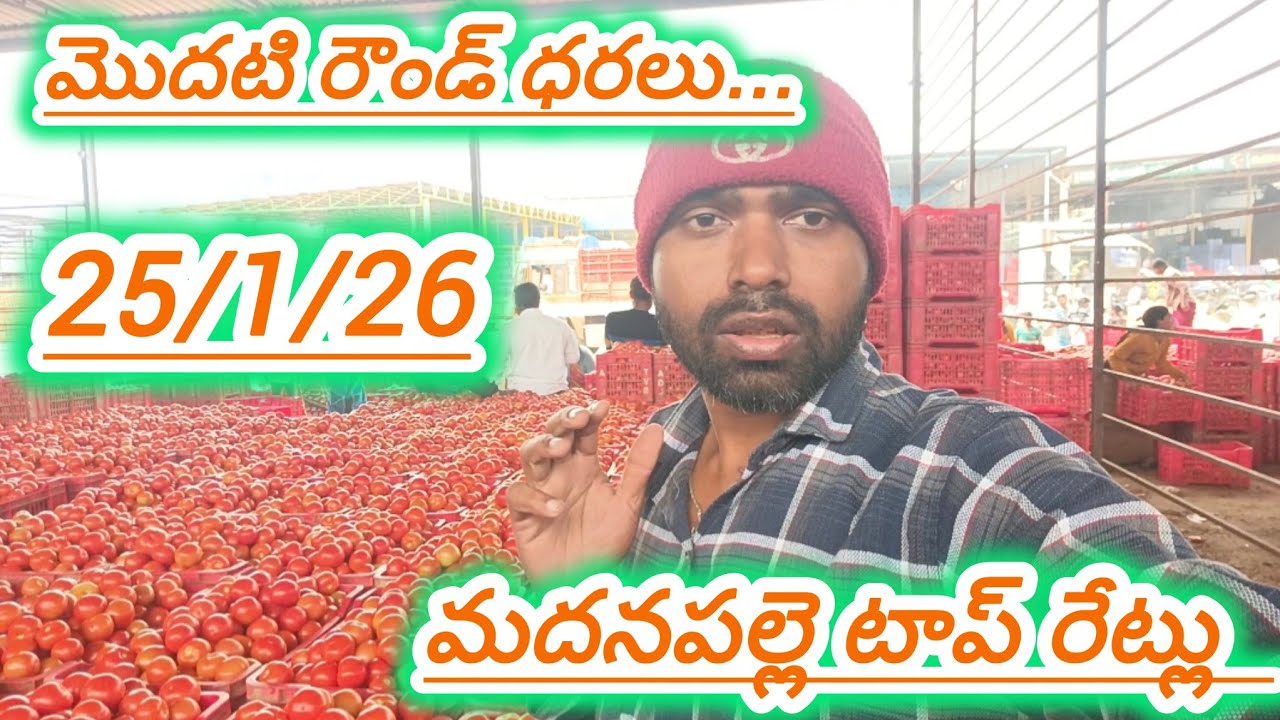 25/1/26 Madanapalle Tomato market price today 🍅 మదనపల్లె ధరలు 