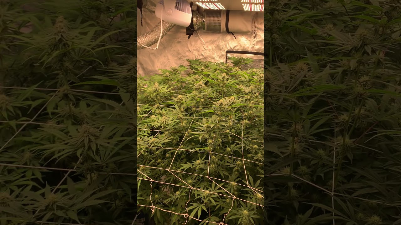 DWC 3 Plant Setup Week 3.5 Update