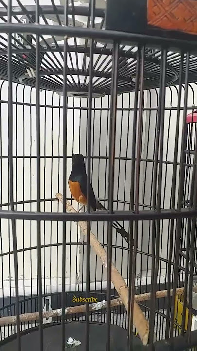 Murai Batu Isian Suara Kacer