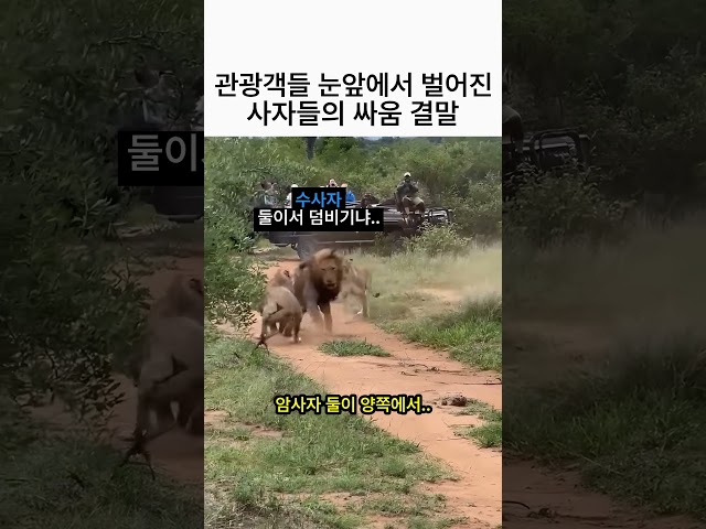 관광객들 눈앞에서 벌어진 사자들의 싸움 결말 ????