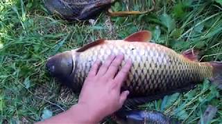 КАРПФИШИНГ 2018 НА ДИКАРЕ! BIG FISH на самокаты!