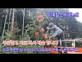 추석명절 지나고 홍로 할인 판매 #바겐세일 #잉매힐스사과농원 #시골살이 #홍로 #파격할인판매  #고랭지사과 #정선사과 #명품사과