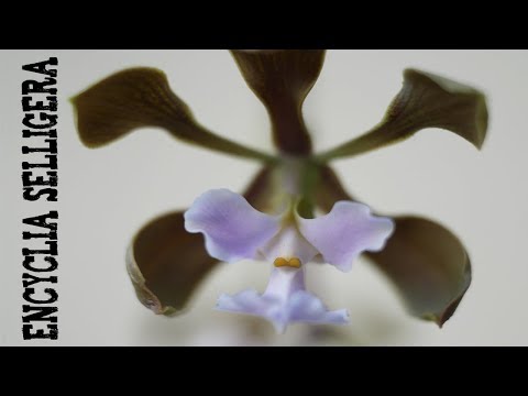 Video: Pflegebedingungen Für Orchideen
