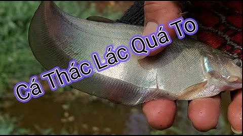 Điểm Câu Cá Thác Lác Thiên Nhiên Lý Tưởng 29 âm lịch _TV Chim Cá Cảnh Fishing _Cùng_Nhân Quán Gò Vấp