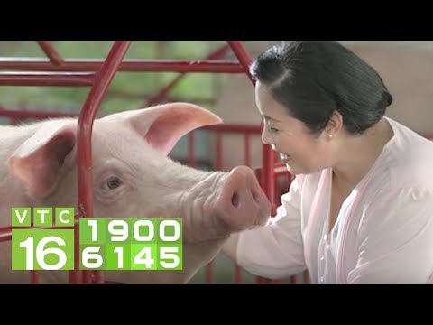 Video Kỹ thuật xử lý khi lợn chửa quá ngày đẻ | VTC16 - youtube