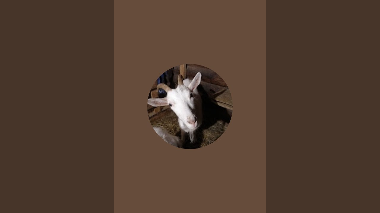 Деревня Простоквашино в прямом эфире!