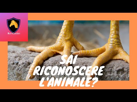 Video: È un animale a due zampe?