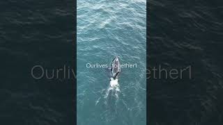 Wild Orcaskiller Whale Off The Coast Of Scotland. Orcas In The Wild