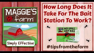 How Long Does it Take for Ant Bait to Work? | Maggie's Farm