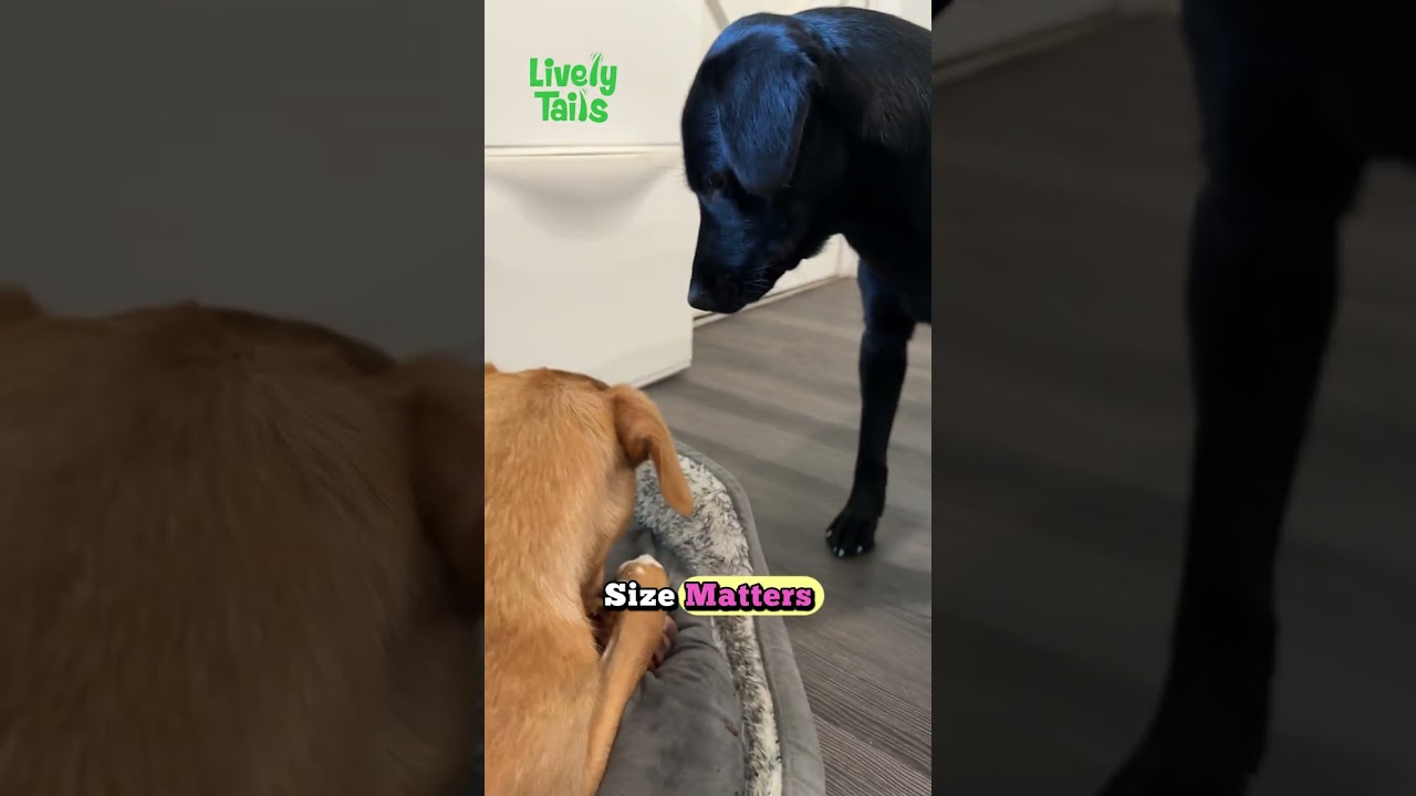 Lively Tails Liver-Coated Shin Bones – Long-Lasting Treat Your Dog Will Love!