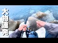 春の釣りは魚種豊富で忙し過ぎる。