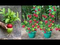Apples with Guava : Grafting Apples Fruit with Guava Fruit To Get The Most Fruit