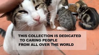 Cute compilation of Cats and Kittens that have been saved by people