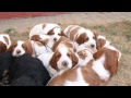 Irish Red and White Setter puppies - Shadow Dog