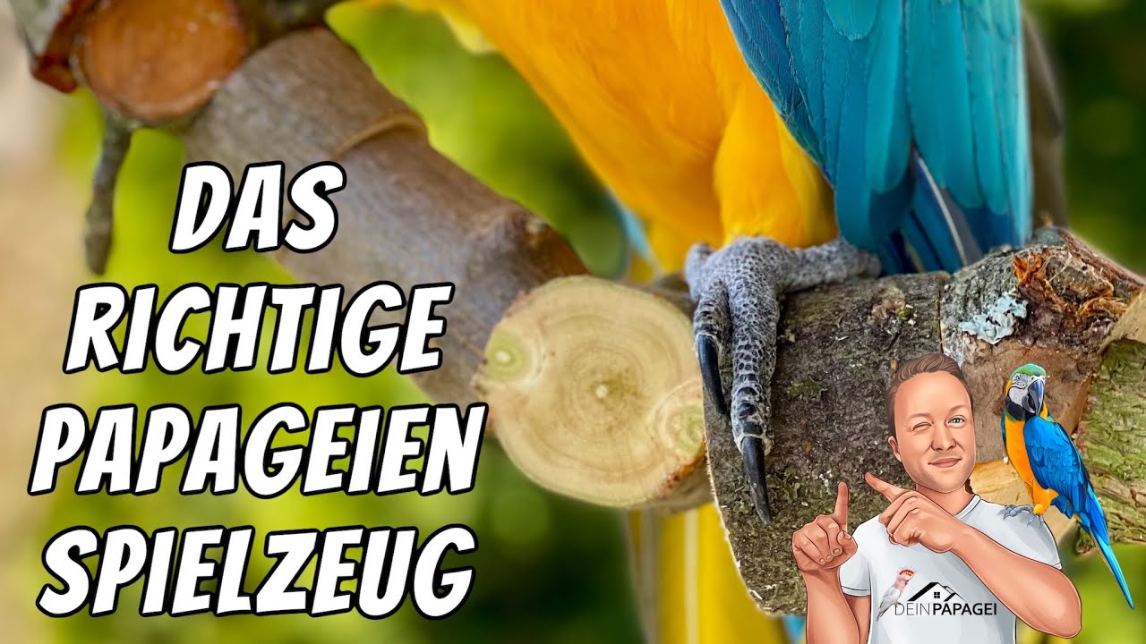 Das richtige Spielzeug für Papageien
