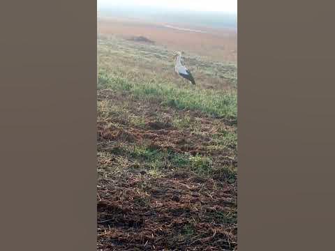 лелеки - YouTube