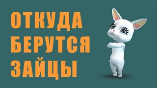 Откуда берутся зайцы?