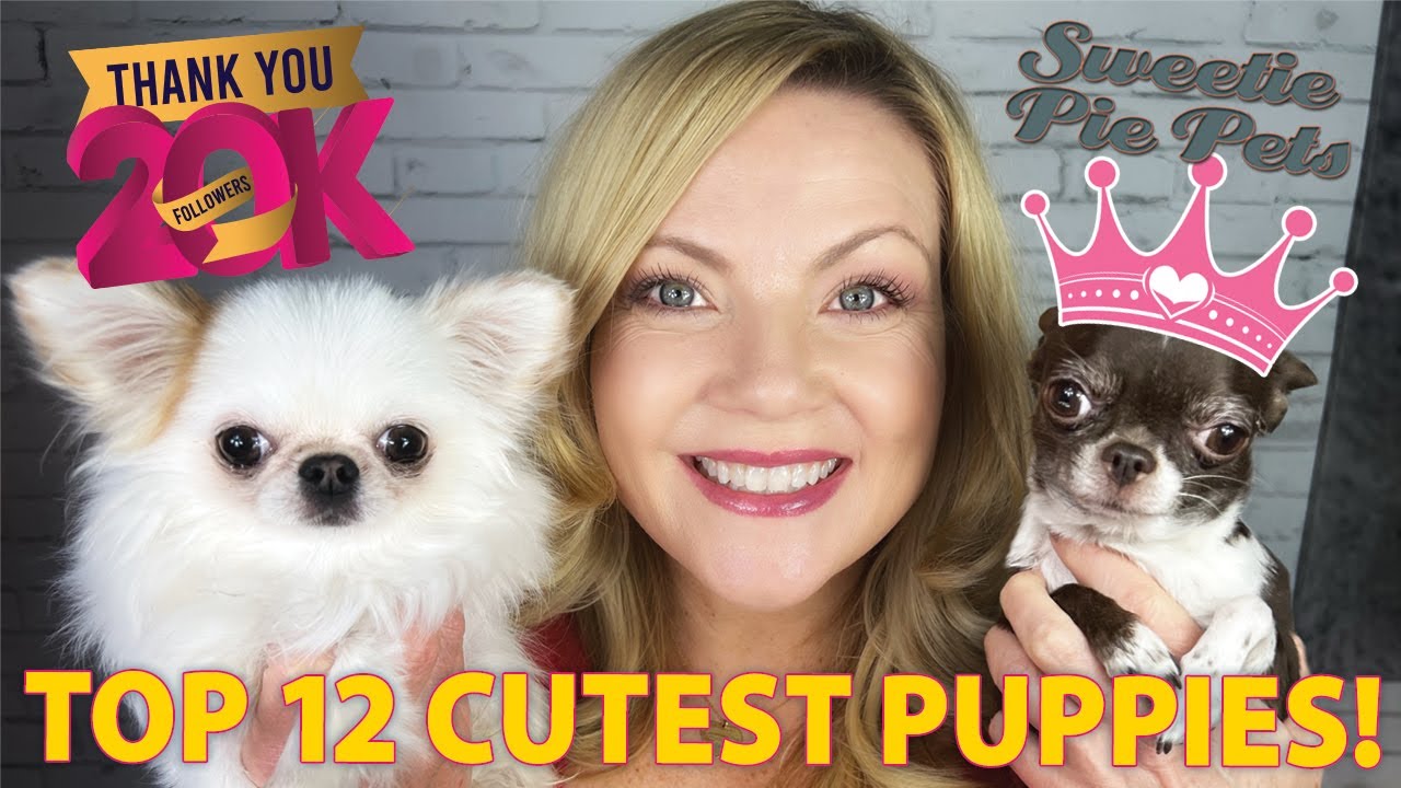 cutest-sweetie-pie-chihuahuas-of-all-time-celebrating-channel