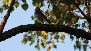 SOOTHING SONG of the THRUSH! 🎶✨ Experience Nature's Calmness! screenshot 4