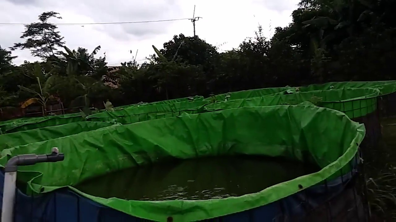 SUKSES BUDIDAYA LELE Konsumsi 45 hari PANEN 