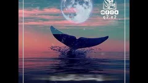 الشيخ ياسر الدوسري ما تيسر من سورة الأنبياء