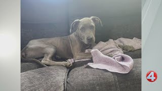 Wake Up Wags: Tofu is looking for a forever home