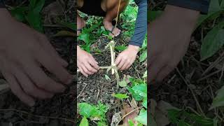 Simple Traps For Barred Rail tikling Or Any Long Legged Birds survivalmode survivalskills