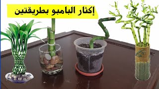 اكثار نبات البامبو بطريقتين سهلتين ، نبات عصا موسى Lucky Bamboo