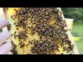 Week 6 Inspection:  2026 Package Bee Series