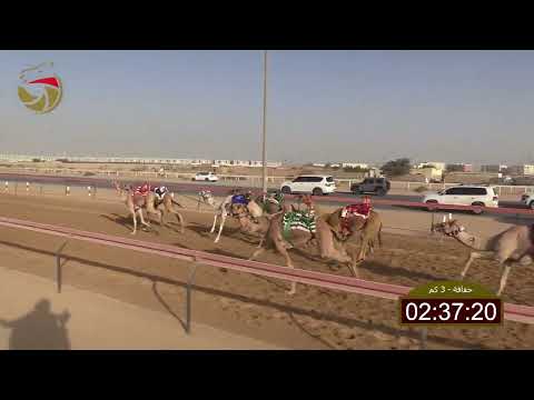 سباق الحقاقة الطي 07 11 2025 ش16 المنديال ل محمد سعيد محمد الرايحي العليلي 4 31