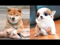 Funniest Animals - Best Of The 2021 Funny Animal Videos #12