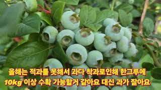 블루베리 착과상태 5년생이면 이정도가 정상
