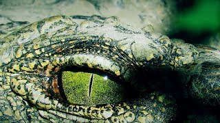 Dangerous Game Hunt In South Africa With Rößler Roessler An 6