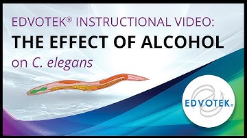 The Effect of Alcohol on C. elegans