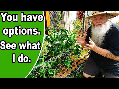 ვიდეო: რჩევები ბროკოლის მცენარეებში ჭანჭიკების თავიდან ასაცილებლად