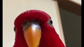 Red Bird Meme but with “The Rock” sound effect Resimi