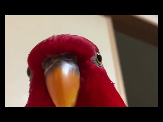 Red Bird Meme but with “The Rock” sound effect class=