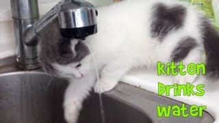 Dr. Meemersworth the Scottish Fold Kitten Drinking Tap Water
Heres our kitten learning about tap water, and not realizing why his head is getting wet...
Subscribe for more Videos!
☞ http://www.youtube.com/subscription_center?add_user=openthehappy
Read more about it on our blog:
☞ http://www.eatyourkimchi.com/meemers-and-spudgy-videos/
Watch the full playlist here:
☞ http://www.youtube.com/watch?v=PwPPE9XwEcs&list=PL5PIGko8QMzNoEnfm3z039IZlGtDGz24G
Check it out on Facebook:
☞ http://www.facebook.com/EatYourKimchiPage
Chat with us on Twitter
☞ http://www.twitter.com/eatyourkimchi Dr. Meemersworth the Scottish Fold Kitten Drinking Tap Water