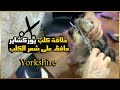 حافظ على شعر الكلب حلاقة كلب يوركشاير