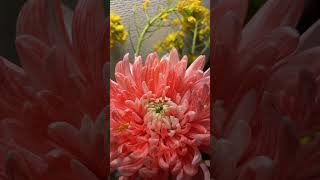 🌼🌸 Blooming Beauty: Timelapse of Chrysanthemum Flower Unfolding in Full Splendor 🌼🌸🎥✨