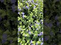 Valley of Flowers Kaas plateu #kaaspathar #valleyofflowers