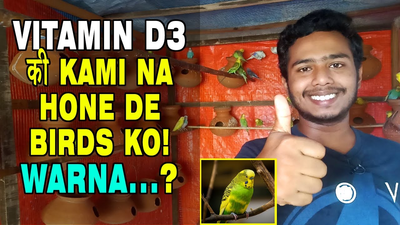 How to give VITAMIN D3 for Birds? Why Vitamin D3 is Important for Birds