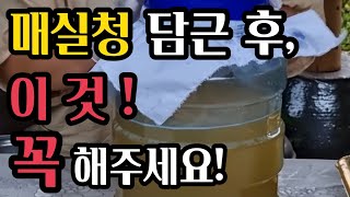 매실청 담그고 그대로 두면 안돼요!(#매실청숙성기간,#매실청담근후매실,#매실청뚜껑,#매실청용기,#매실액기스열매건지는시기,#매실청건지는시기,#매실효능)