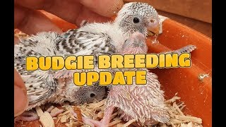 Budgie Breeding Update 7th July 2019 + Remembering My Budgies by Budgie and Aviary Birds 5,591 views 4 years ago 13 minutes, 46 seconds