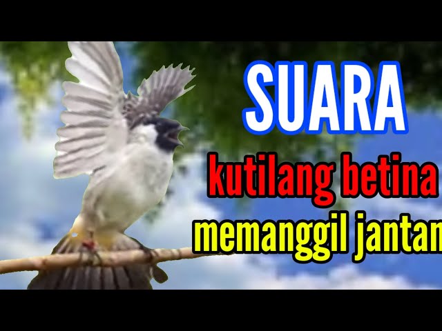 kutilang betina memanggil jantan (M&R Kicau mania) terbaik class=