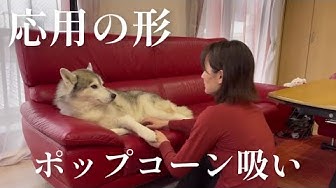 犬吸い Youtube