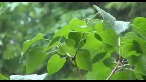 سورة يس بصوت جميل / صوت المطر / صوت مريح