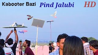 Kabooter Bazi, Tournament Pind Jalubi , Haryana