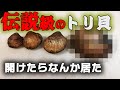 【驚愕】特大すぎる鳥貝※貴重映像