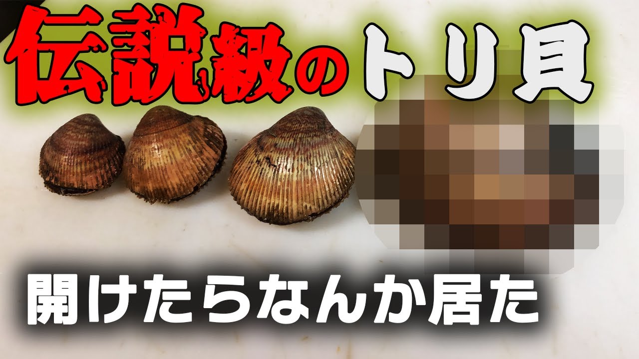 【驚愕】特大すぎる鳥貝※貴重映像